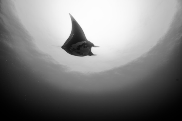 Manta B&W by Michael Brown